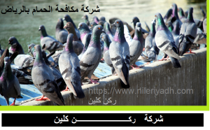 شركة مكافحة الحمام بالرياض