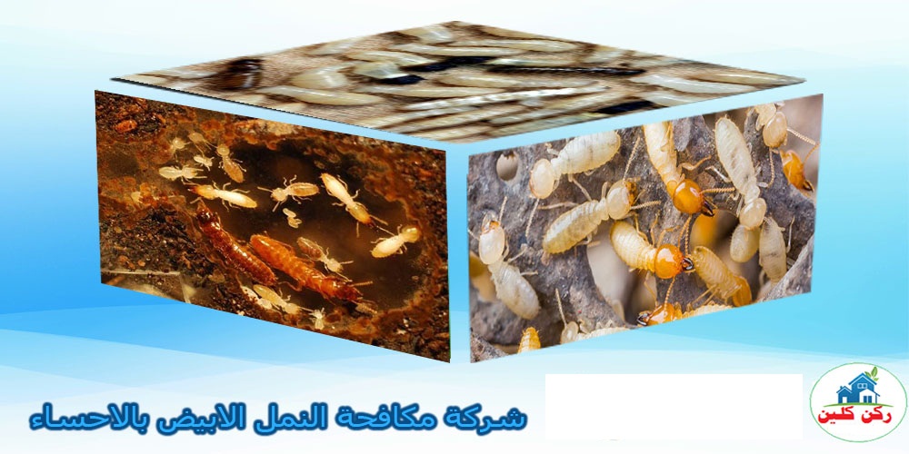 شركة مكافحة النمل الابيض بالاحساء