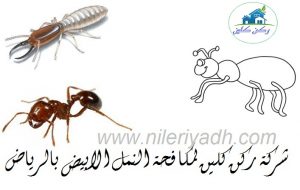 مكافحة النمل الابيض بالرياض