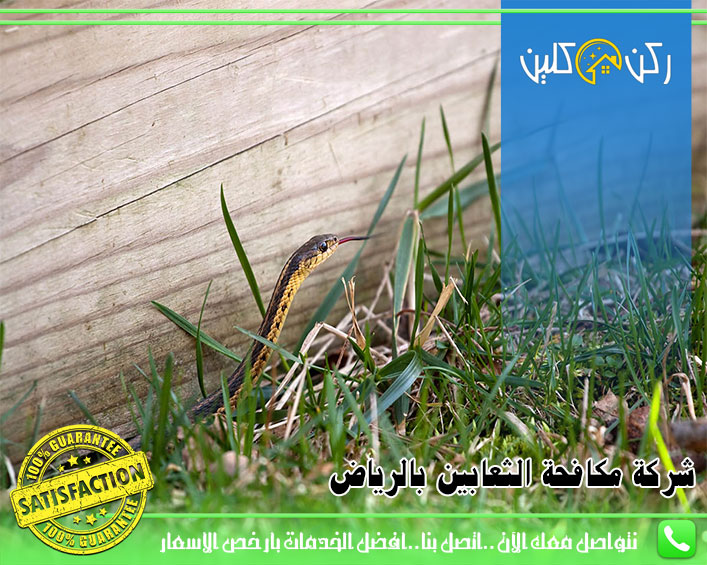 صورة شركة مكافحة الثعابين بالرياض