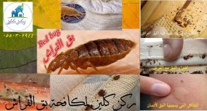شركة مكافحة بق الفراش بالرياض
