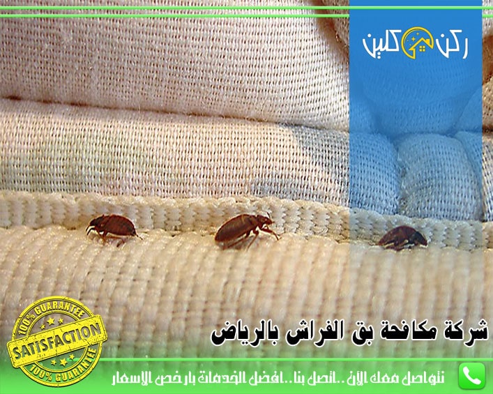 افضل شركة مكافحة حشرات البق بالرياض: دليلك الشامل