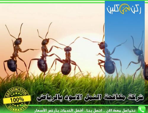 افضل شركة مكافحة النمل الاسود بالرياض