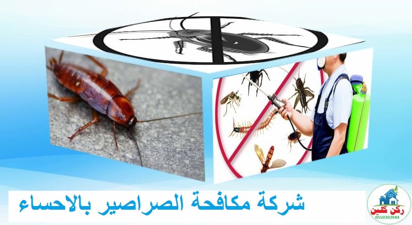 شركة مكافحة الصراصير بالاحساء