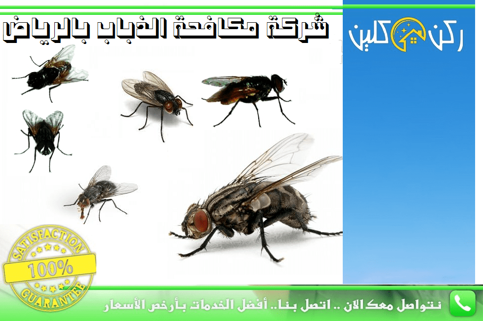 صورة شركة مكافحة الذباب بالرياض