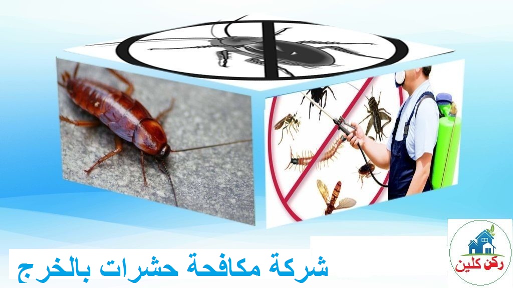 شركة مكافحة حشرات بالخرج
