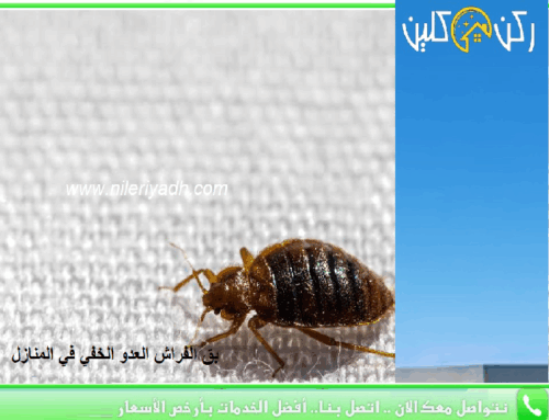 بق الفراش