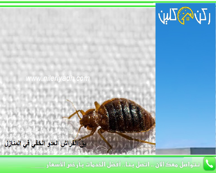 بق الفراش