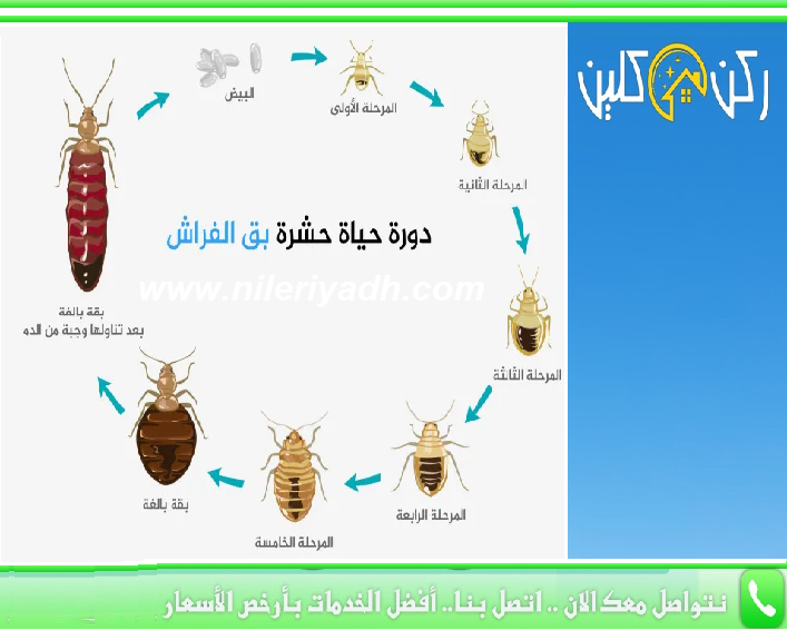 دورة الحياة بق الفراش